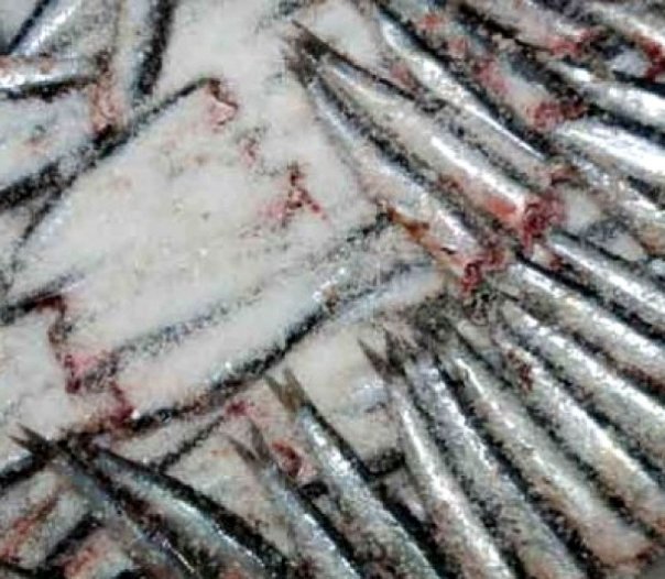 Sarde sotto sale Siciliafan