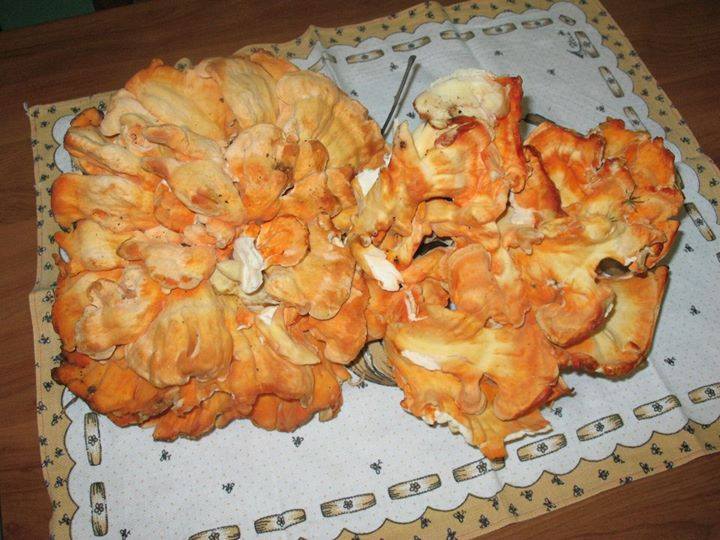 Fungo di carrubo in spezzatino, la ricetta tipica siciliana - Siciliafan