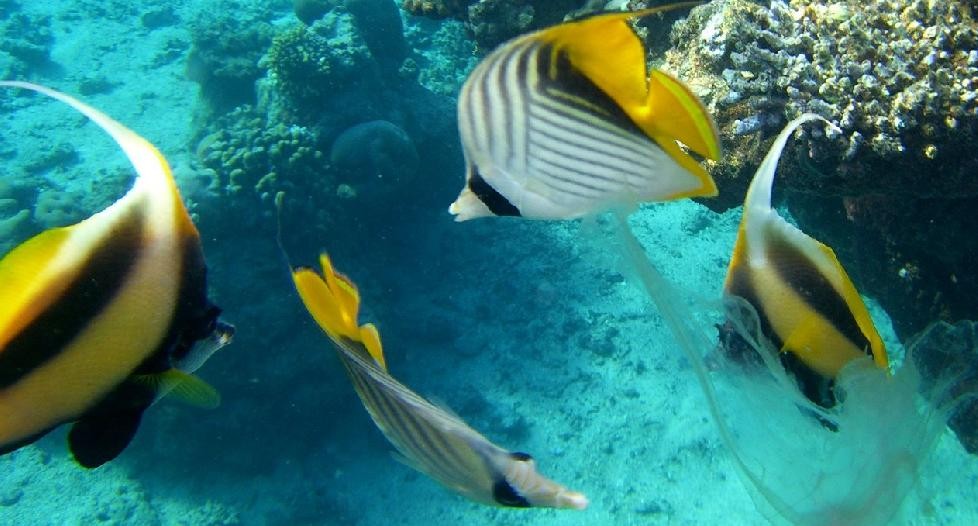 Palermo ecco dove l’ acquario