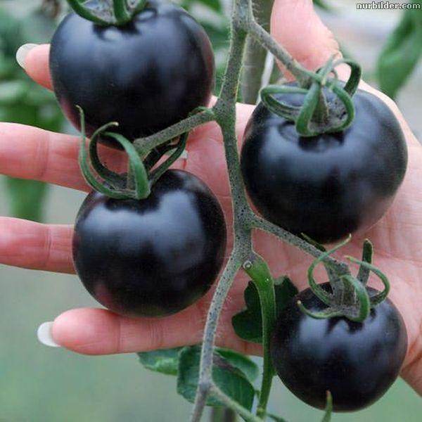 Pomodori Neri Kumato - 25 Semi - Pomodoro Da Taglio Spagnolo, Varietà Antica E Saporita