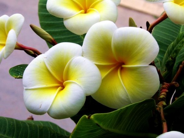 Pomelia o Frangipani, il fiore simbolo di Palermo
