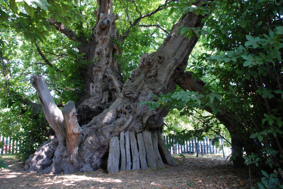 Castagno Cento Cavalli l’esemplare più grande d’Italia e tra i più antichi di Sicilia Siciliafan