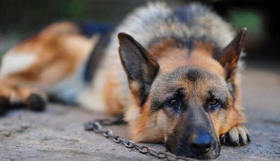 Catania: cane sequestrato per due anni, era legato ad una catena all ...
