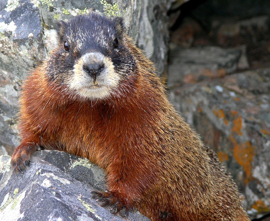 Il Giorno Della Marmotta Ecco Perch Questa Festa Ha A Che Fare Con 