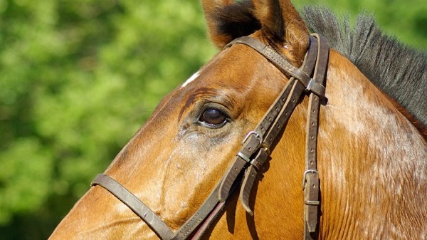 Cade da cavallo e muore: la vittima aveva solo 12 anni - Siciliafan