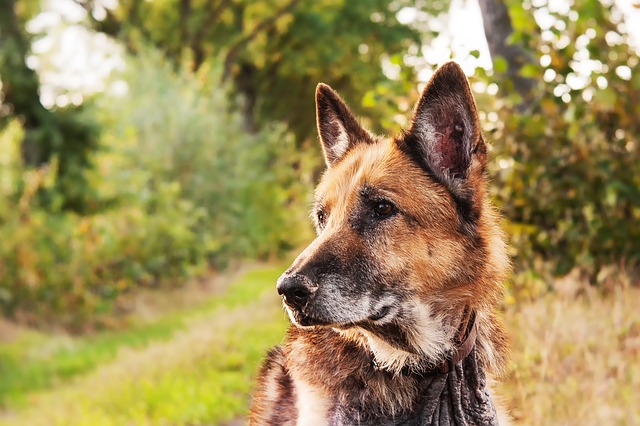 Addio Capitàn il cane che per 12 anni ha vegliato sulla tomba del padrone