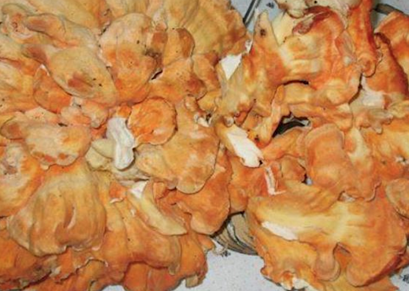 Fungo di carrubo, una golosa rarità siciliana - Siciliafan