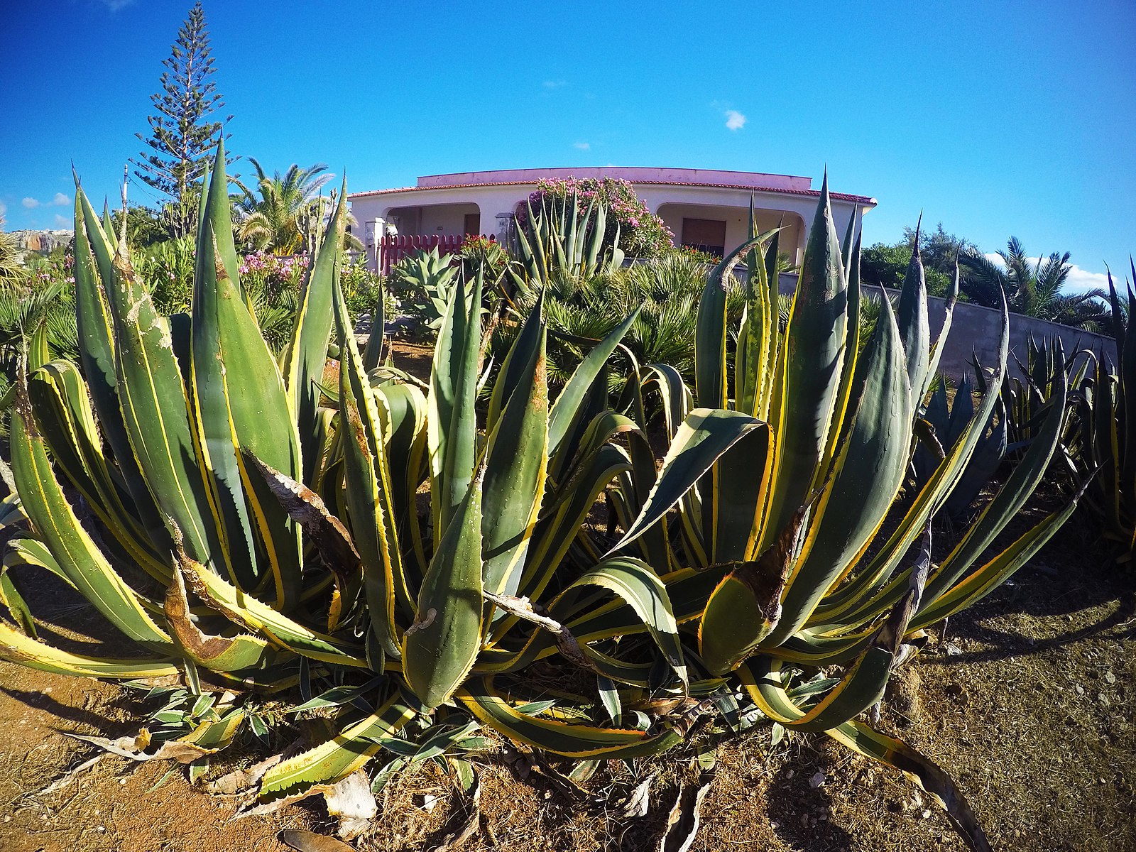 Agave, la pianta simbolo della Sicilia che tiene lontana la cattiva sorte -  Siciliafan