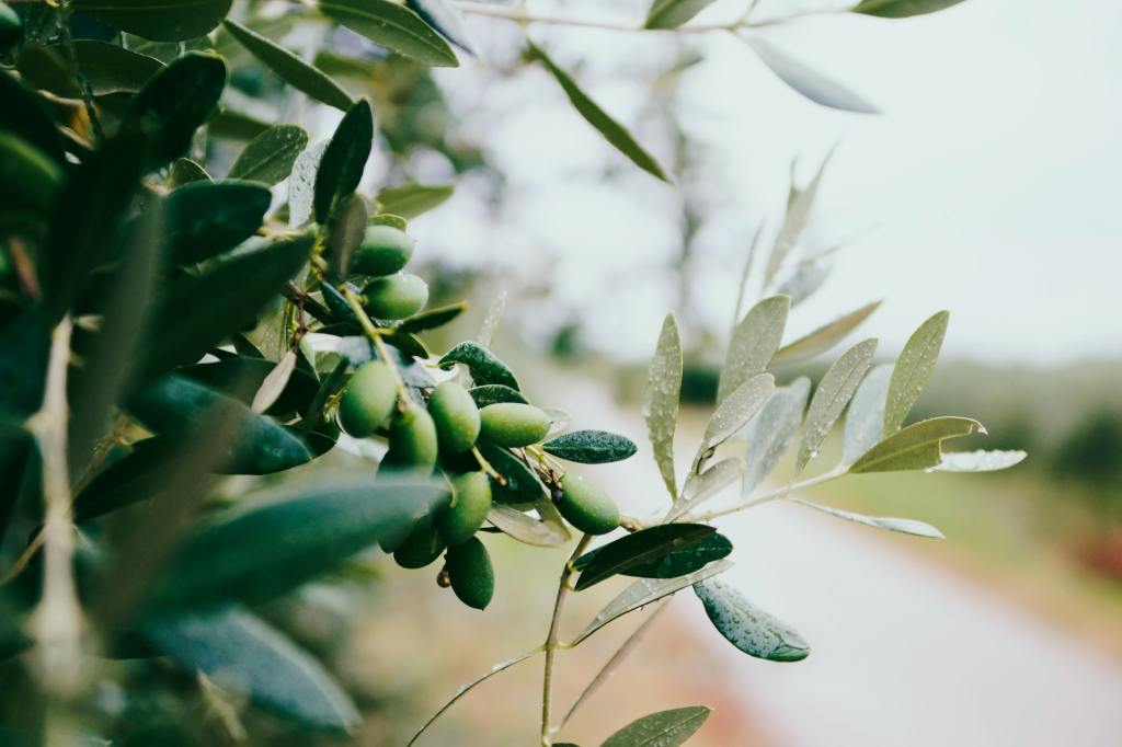 Olio siciliano, inizia la raccolta delle olive: ottima qualità e produzione in aumento