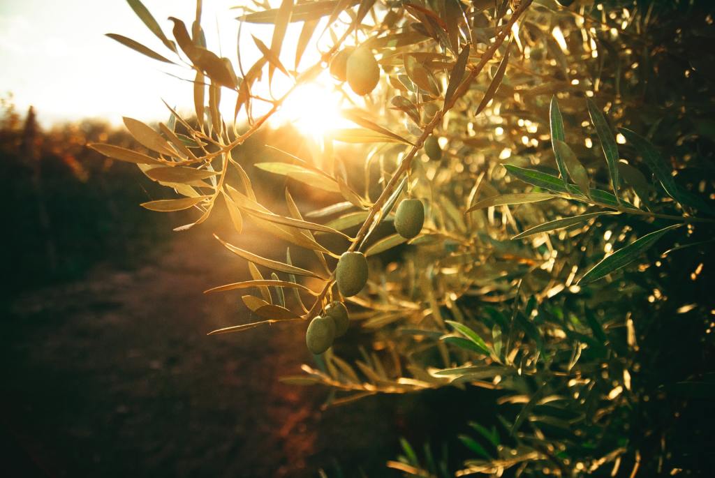 New York Times in Sicilia per scoprire i segreti della raccolta delle olive