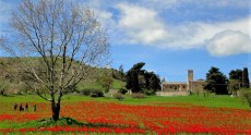 La magia dei tulipani di Blufi: ritorna la fioritura spontanea più bella della Sicilia