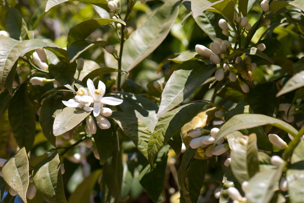 Zagara di Primavera 2022, all'Orto Botanico di Palermo un weekend tra piante e fiori profumati