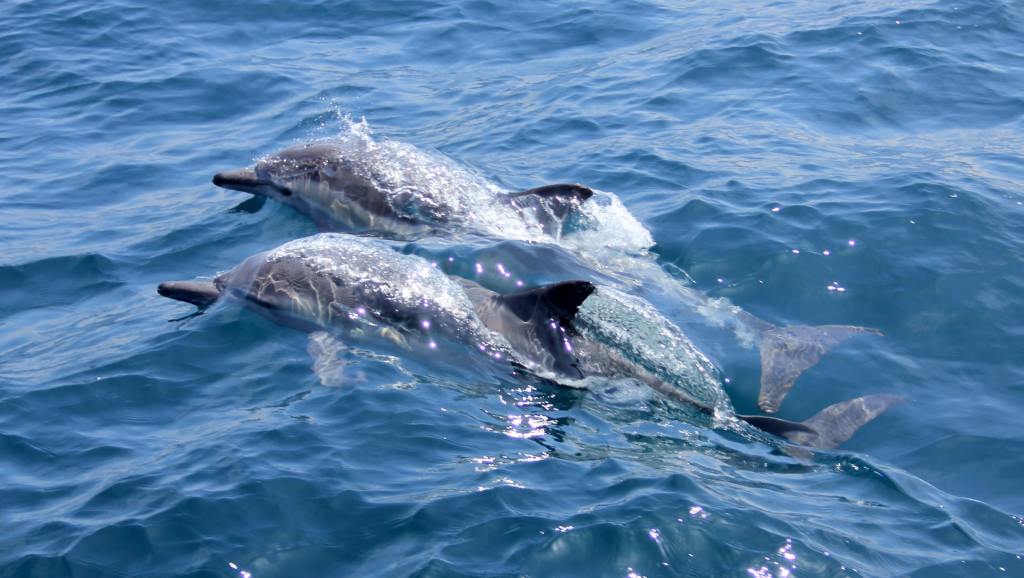 Balene e delfini danzano nel mare di Lampedusa: magia nei mari di Sicilia VIDEO