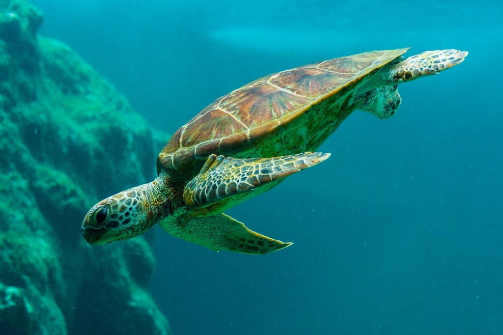 In Sicilia il primo nido di tartarughe marine della stagione: la scoperta a Linosa