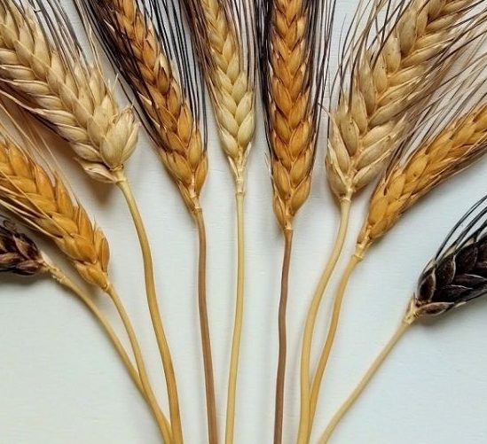 pasta di grano duro siciliano