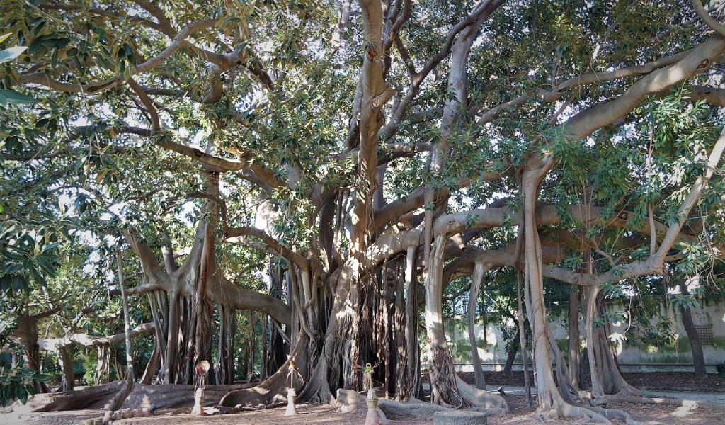 "Albero italiano dell'Anno", Palermo guida la classifica con il Ficus dell'Orto Botanico: come votarlo