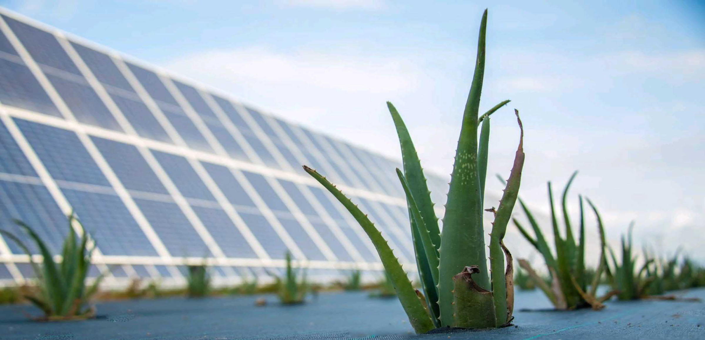 Enel Green Power investe in Sicilia "È il posto migliore per la