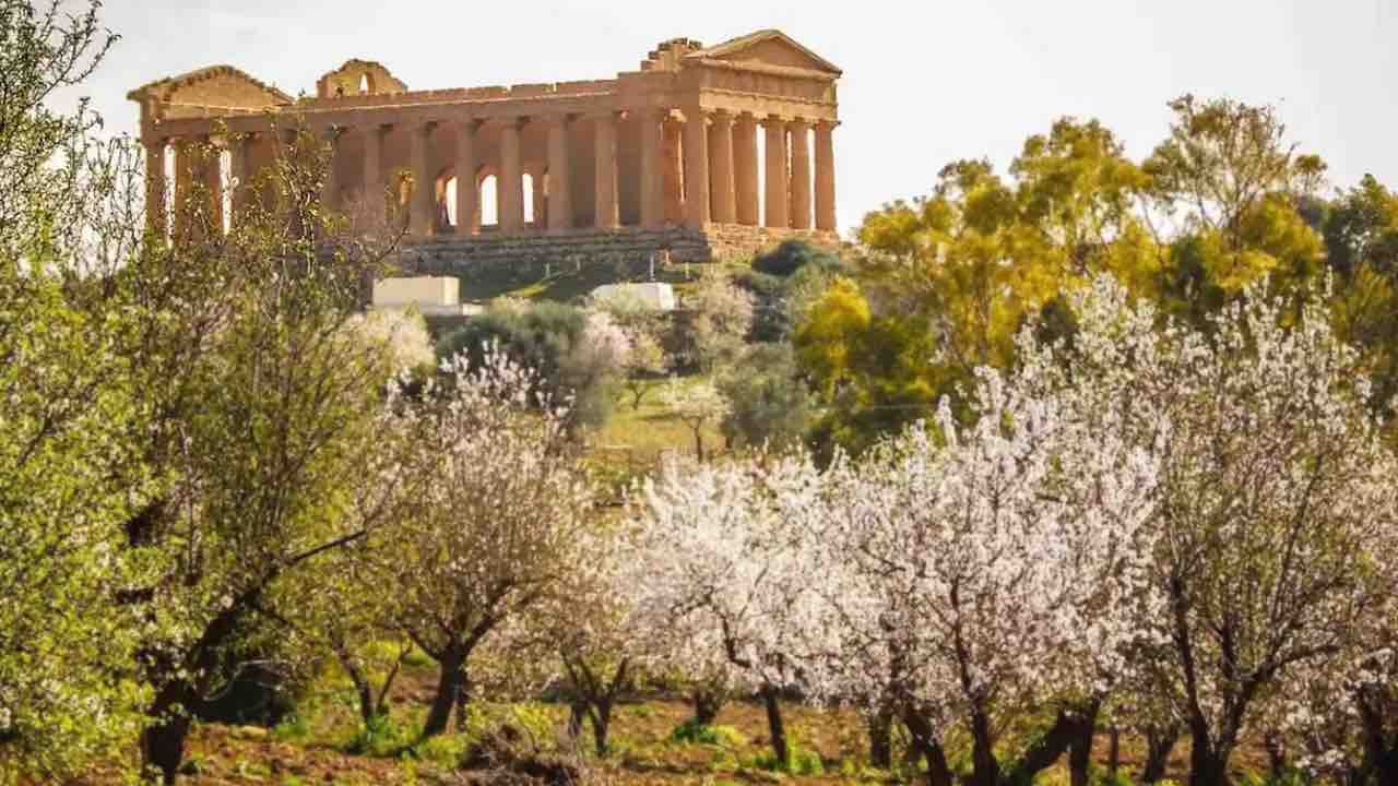 La Flor del Almendro, la fiesta de la primavera arranca en Agrigento
