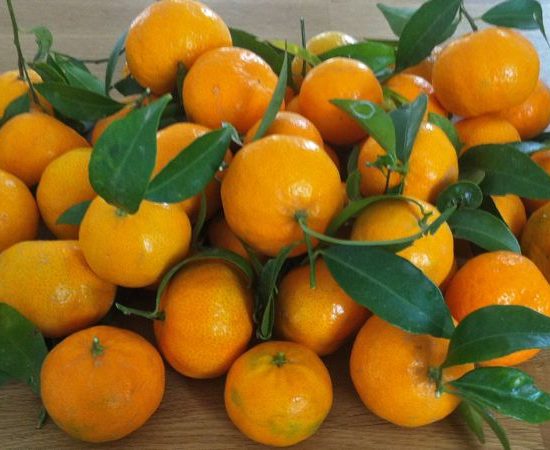Mandarino Tardivo di Ciaculli
