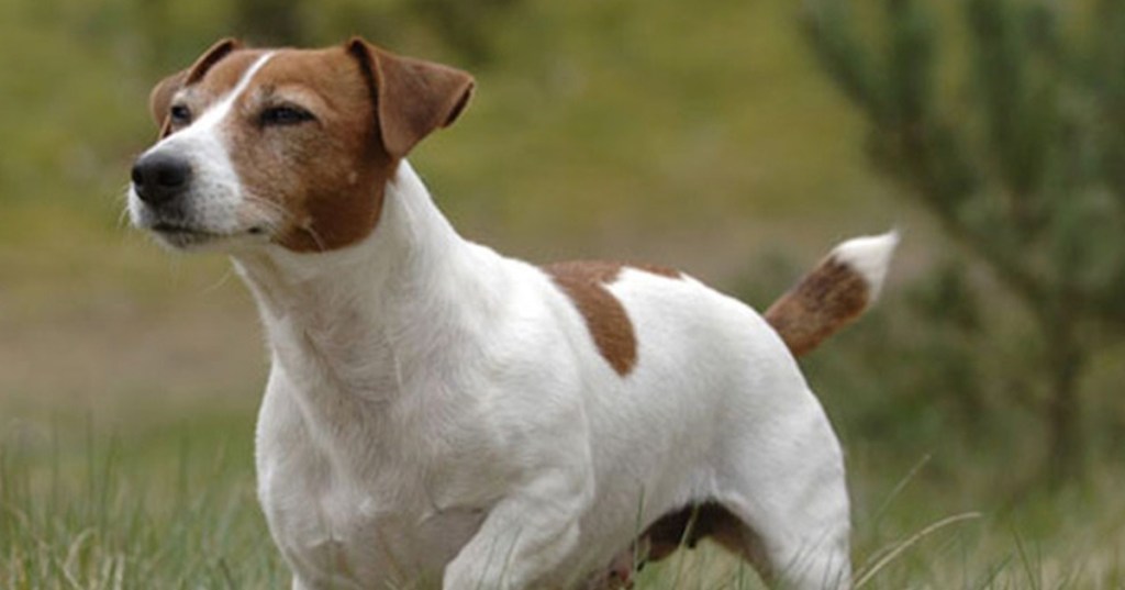 Un cane Jack Russell