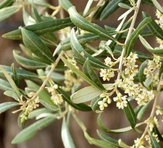 La fioritura dell'olivo