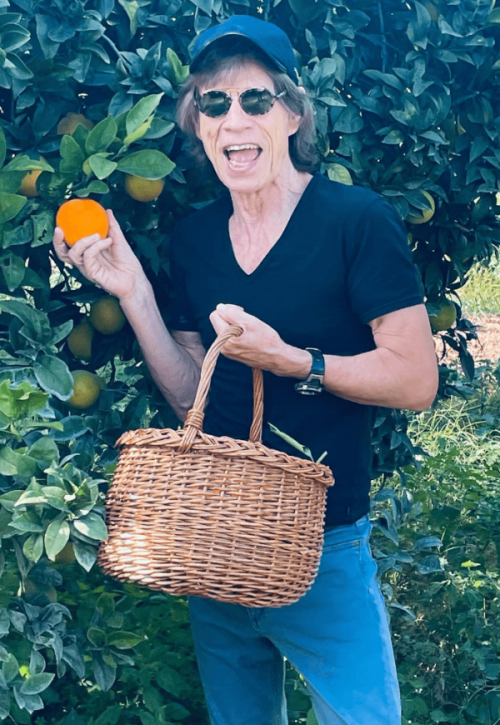 Mick Jagger intento a raccogliere arance in Sicilia
