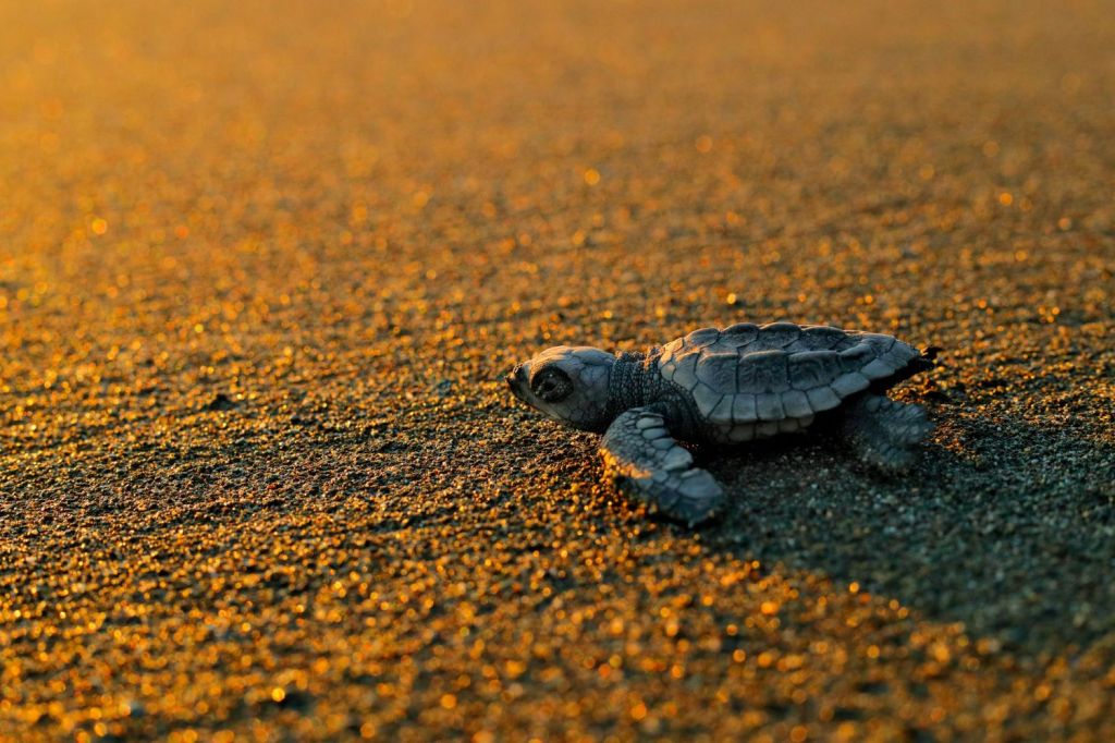Le tartarughe marine amano la Sicilia: è la regione d'Italia con più nidi di Caretta caretta