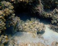  Allarme Scorfano Nero In Sicilia Cosa Sta Succedendo E Perch 