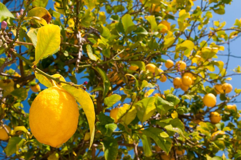 Limone toccasana per buonumore e salute: gli italiani amano il frutto-simbolo della Sicilia